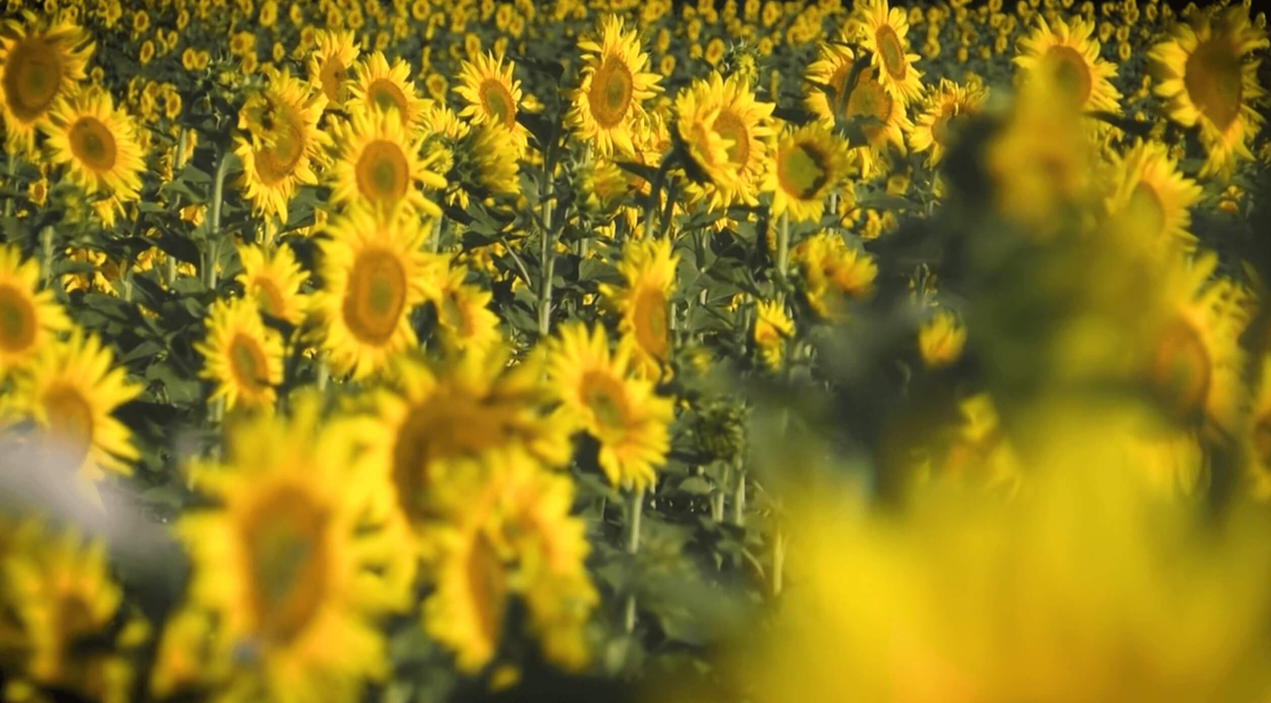 Sunflowers in bloom starter footage